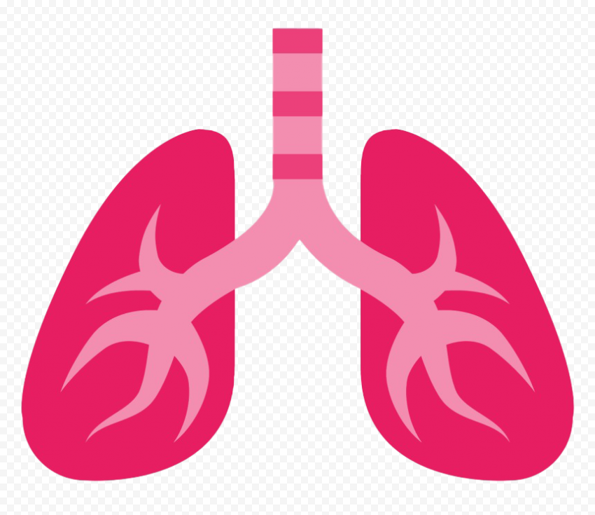 Healthy Humain Pink Lungs Respiratory Vector Icon