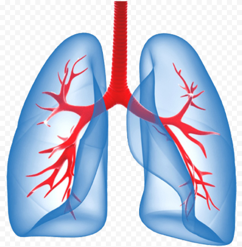 Humain Lungs Trachea Illustration Respiratory System