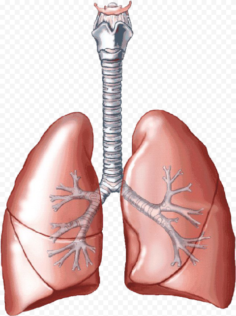 Animated Lungs Trachea Clipart Respiratory System