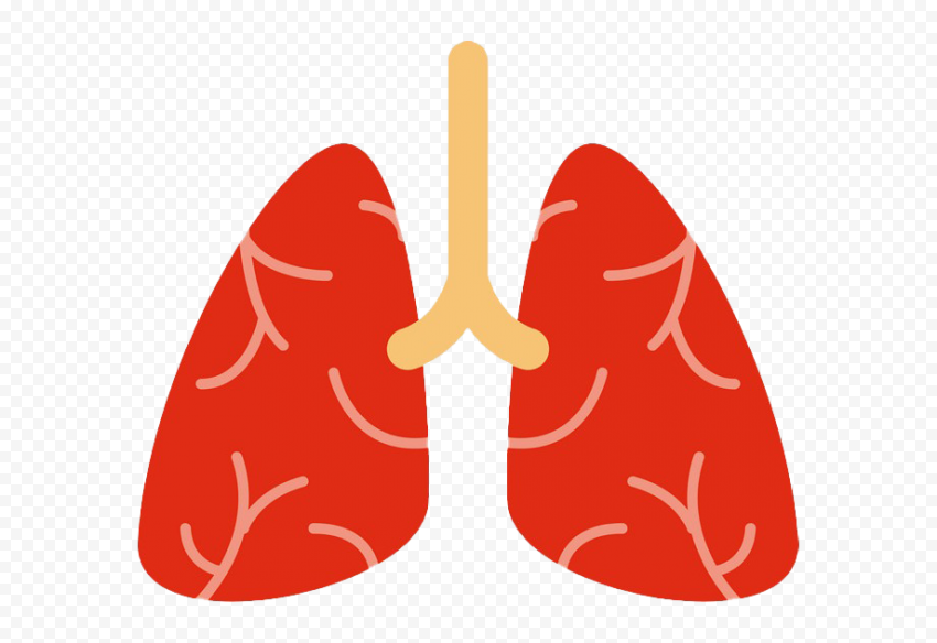 Cartoon Lung Lungs Clipart Respiratory System Icon