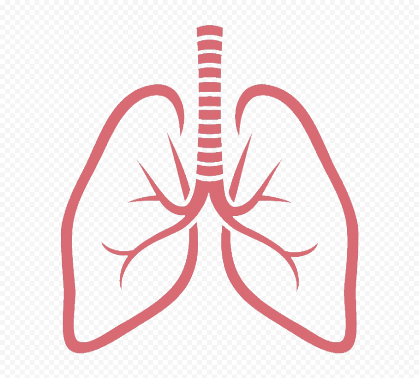 Outline Lungs Vector Respiratory System Icon