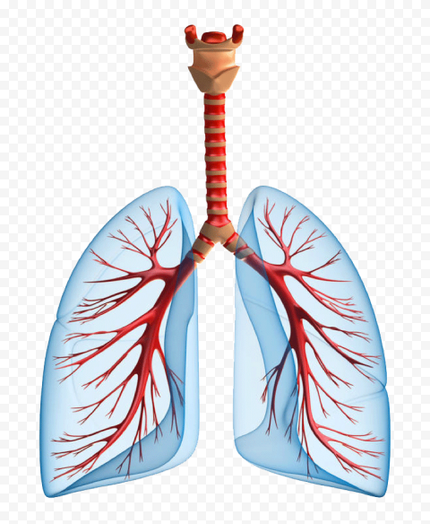 Lungs Lung Trachea Bronchus Icon Vector