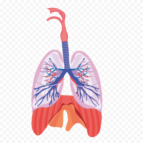 Lung Lungs Respiratory System Bronchus Vector Icon