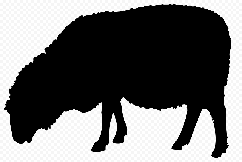 Black Silhouette Of Sheep Eating Grass