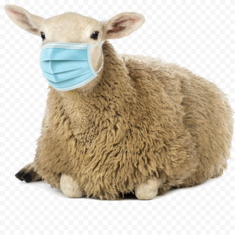 Wooly Sheep Sitting Wear Surgical Mask