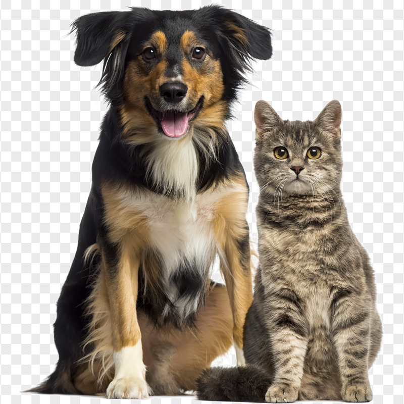 Adorable Cat and Dog Sitting Together HD Transparent PNG