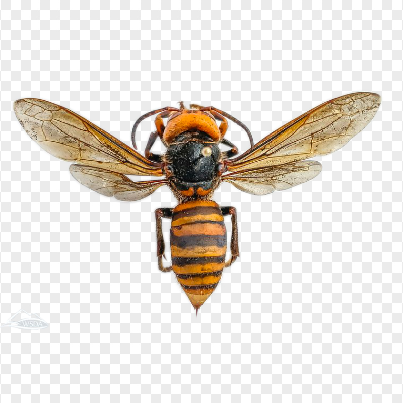 Asian Monstrous Murder Hornets Vespa Mandarinia