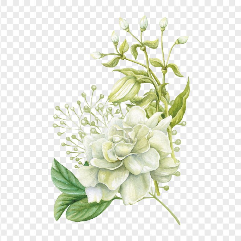 Beautiful Painting Watercolor White Flower With Leaves