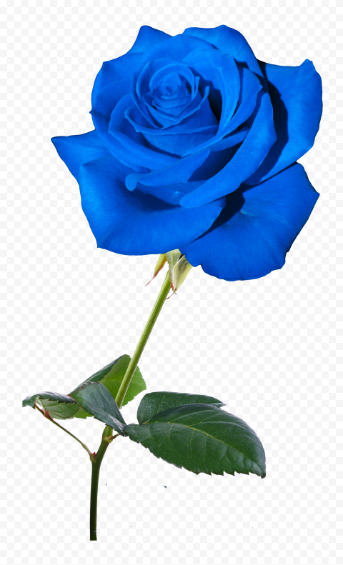 Blue Real Rose Flower HD PNG