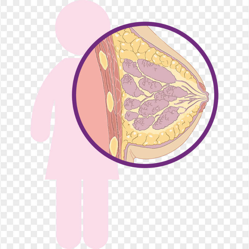 Breast Cancer Clipart Anatomy Icon