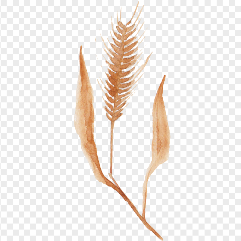 Brown Cereal wheat png water color