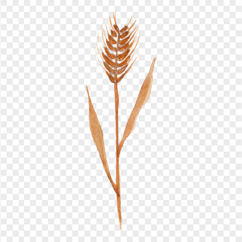 Brown Cereal Grain Wheat Watercolor