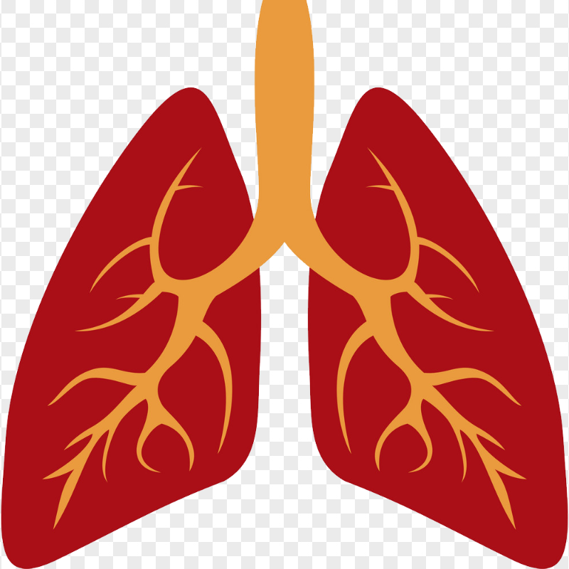 Cartoon Lungs Lung Bronchus Illustration Clipart