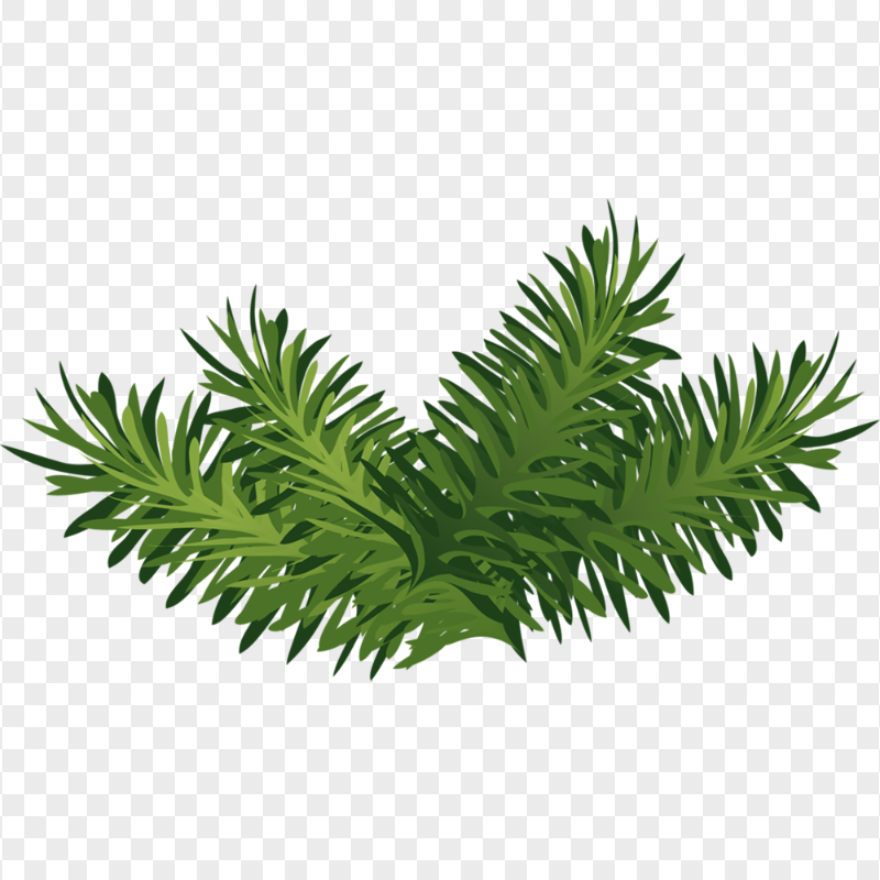 Christmas Green Pine Leaves Branch Illustration