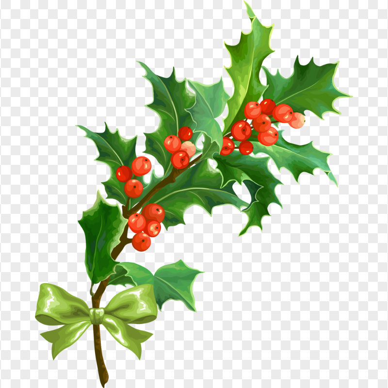 Christmas Plant Branch Illustration HD PNG