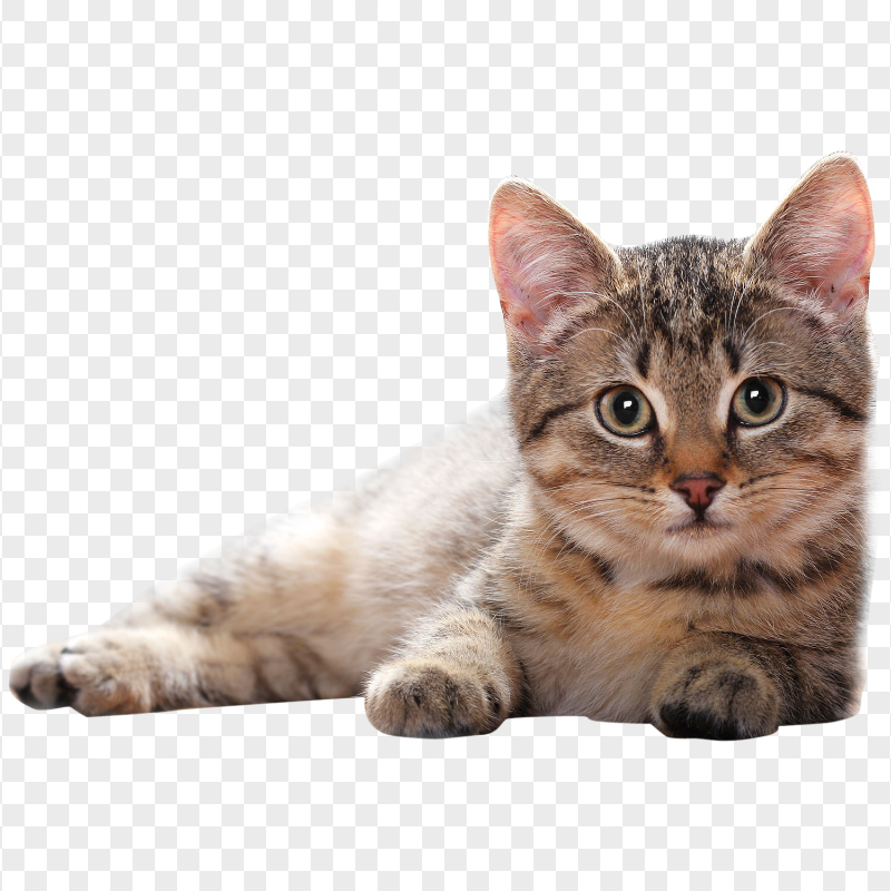 Fluffy Cute Kitten Transparent Background Citypng Fluffy Cute Kitten Transparent Background Citypng