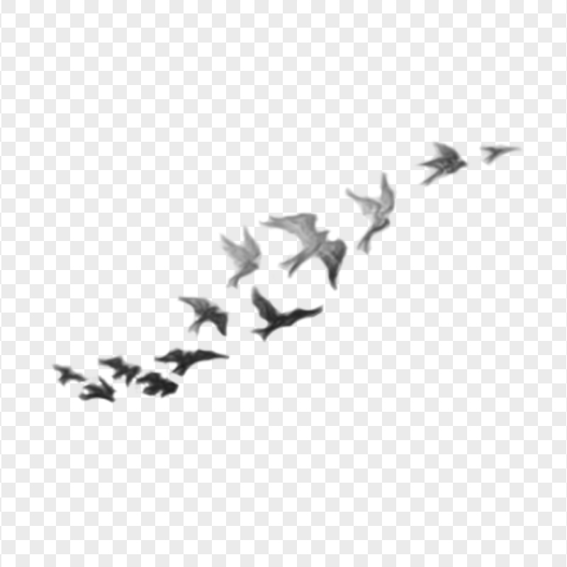 Demi Lovato Birds Tattoo Black Design