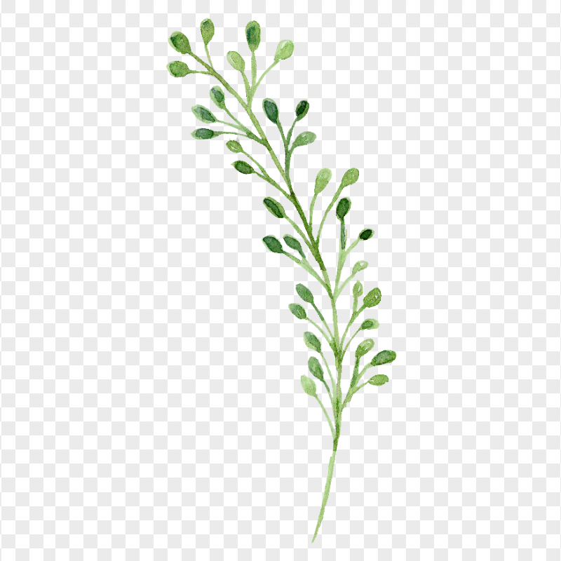 Download HD Green Watercolor Painted Branch PNG