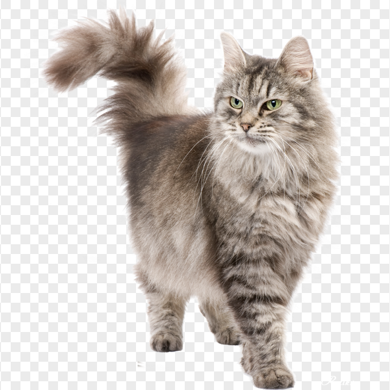 Fluffy British Longhair Cat HD Transparent Background