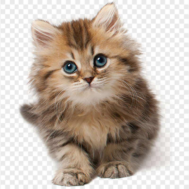 Cutest Tabby Baby Kitten HD Transparent Background Citypng cutest-tabby-baby-kitten-hd-transparent-background-citypng