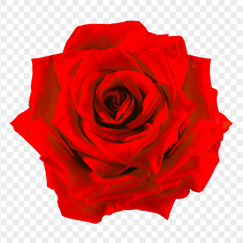 Red Flower Rpse Real Red Flower Rose With Leaf HD PNG | Citypng