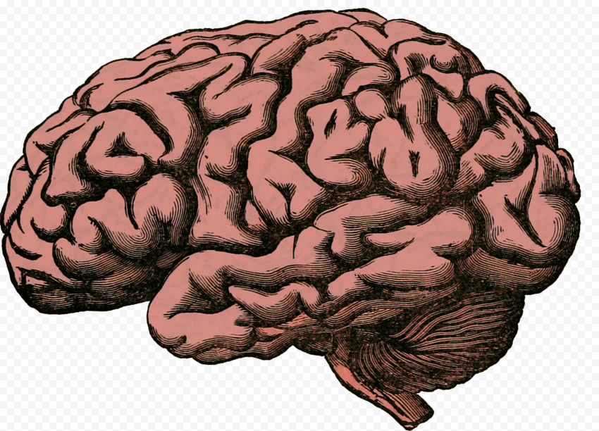 FREE Vintage Human Brain PNG | Citypng