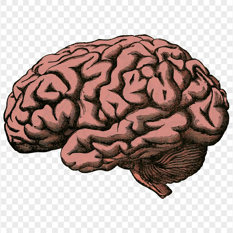FREE Vintage Human Brain PNG