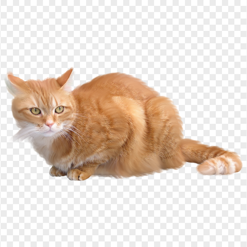 Ginger Domestic Tabby Cat Laying Down HD Transparent PNG