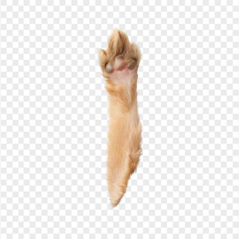 Ginger Rabbit Paw Pad HD Transparent PNG