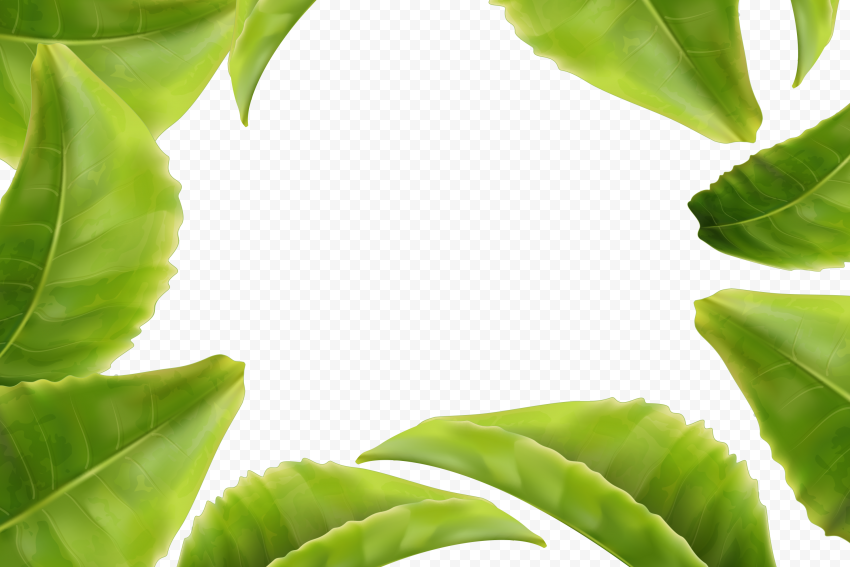 Green Tree Leaves Frame PNG | Citypng