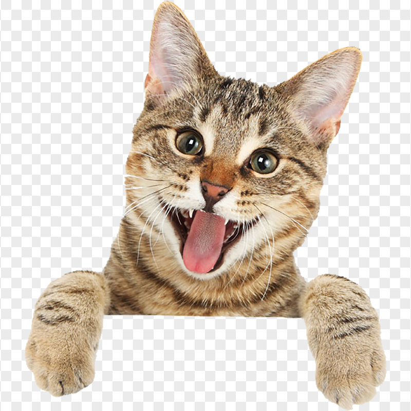 Happy Bengal Cat Smiling Transparent Background
