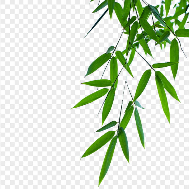 HD Bamboo Green Leaves Corner PNG