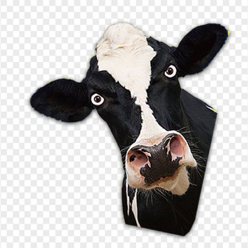 HD Black And White Cow Head PNG