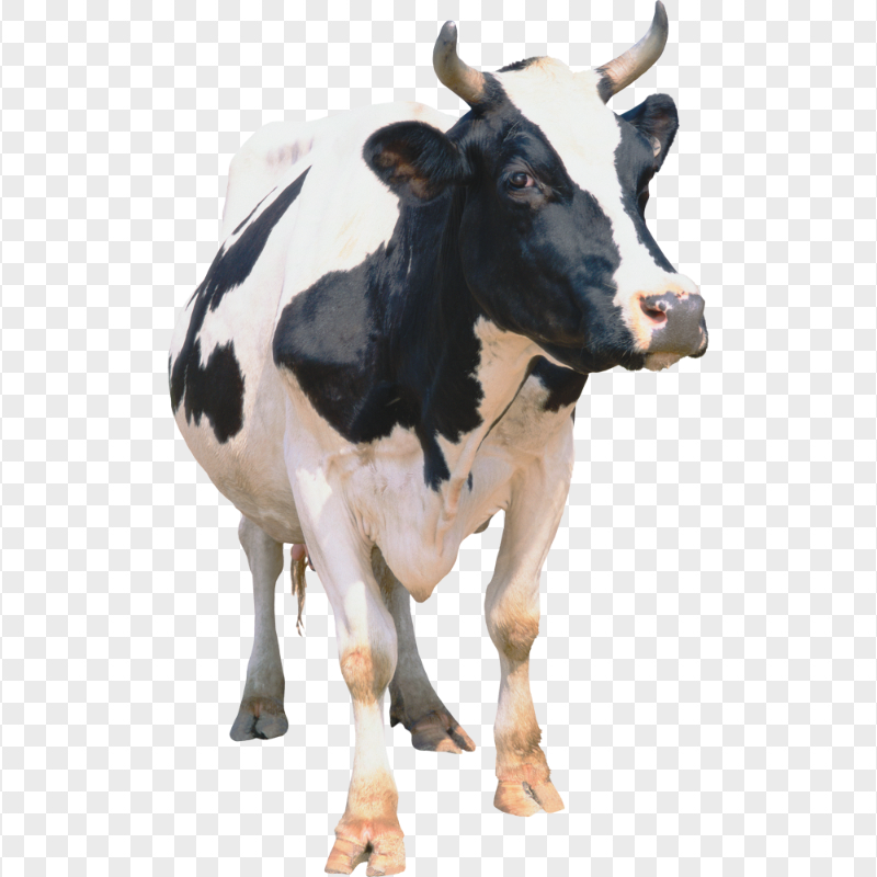 HD Black & White Cow Calf Cattle Animal PNG