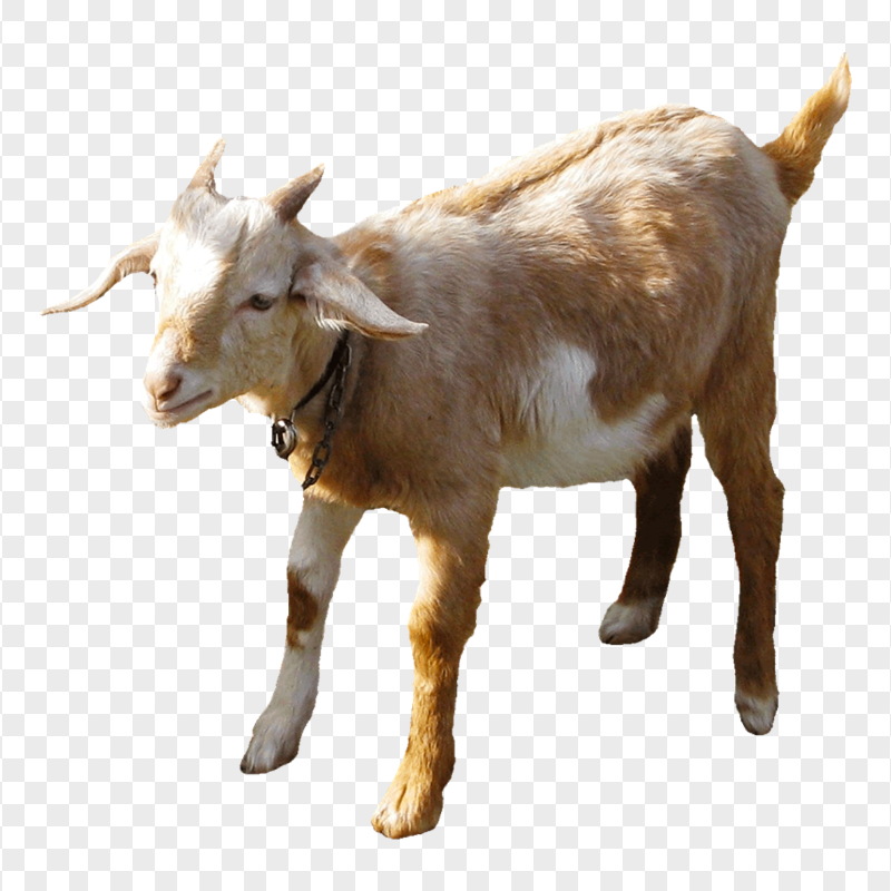 HD Boer Goat Animal PNG