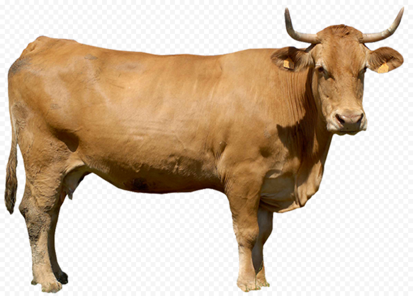 HD Brown Standing Calf Cattle Animal PNG Citypng