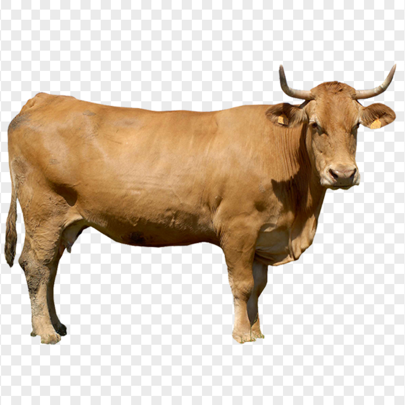 HD Brown Standing Calf Cattle Animal PNG