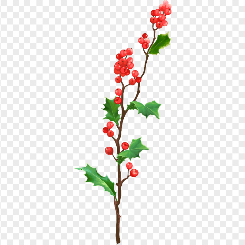 HD Christmas Painting Plant Transparent Background
