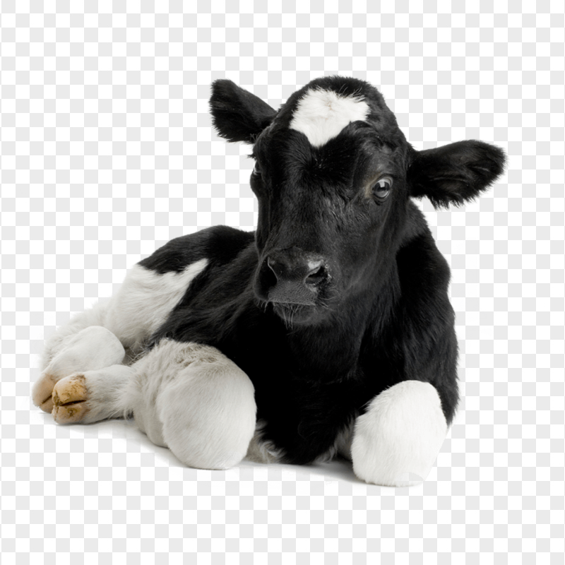 HD Cow Calf Cattle Lying Down Animal PNG