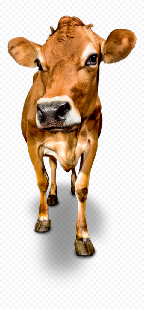 HD Dairy Cattle Cow Animal Front View PNG