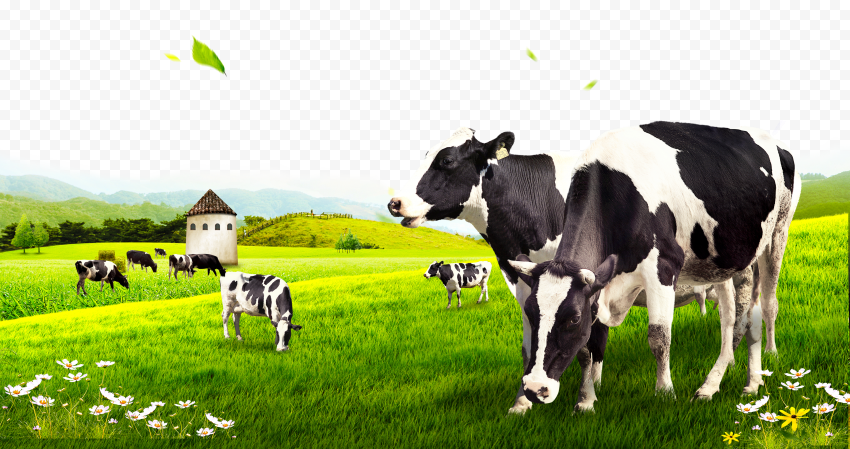 HD Dairy Cattle Cows Pasture PNG