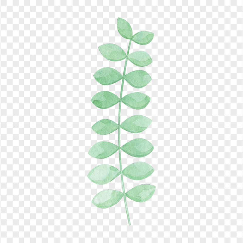 HD Eucalyptus Watercolor PNG