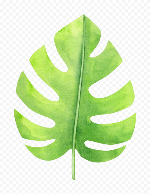 HD Green Tropical Monstera Leaf Watercolor PNG | Citypng