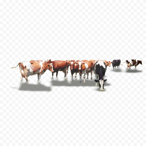 HD Group Of Cow Eating Grass PNG