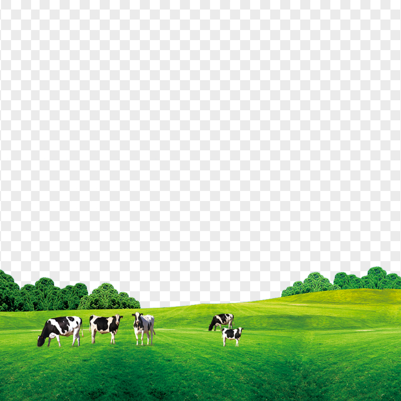 HD Group Of Cows On Green Grass Field PNG