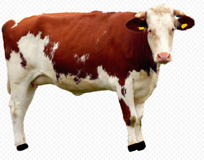 HD Guernsey Brown And White Cow PNG Citypng