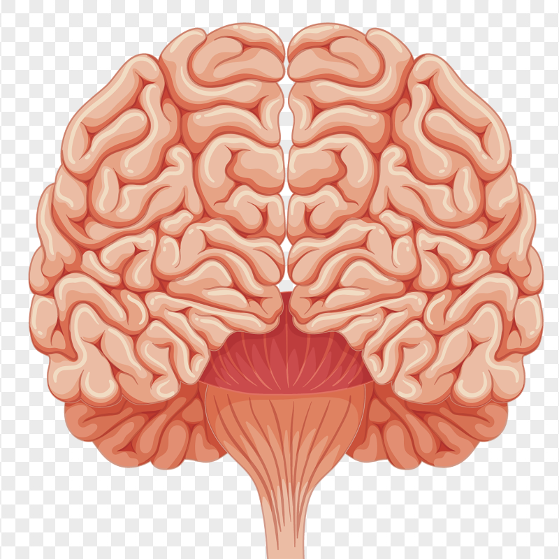 HD Illustration Human Brain PNG