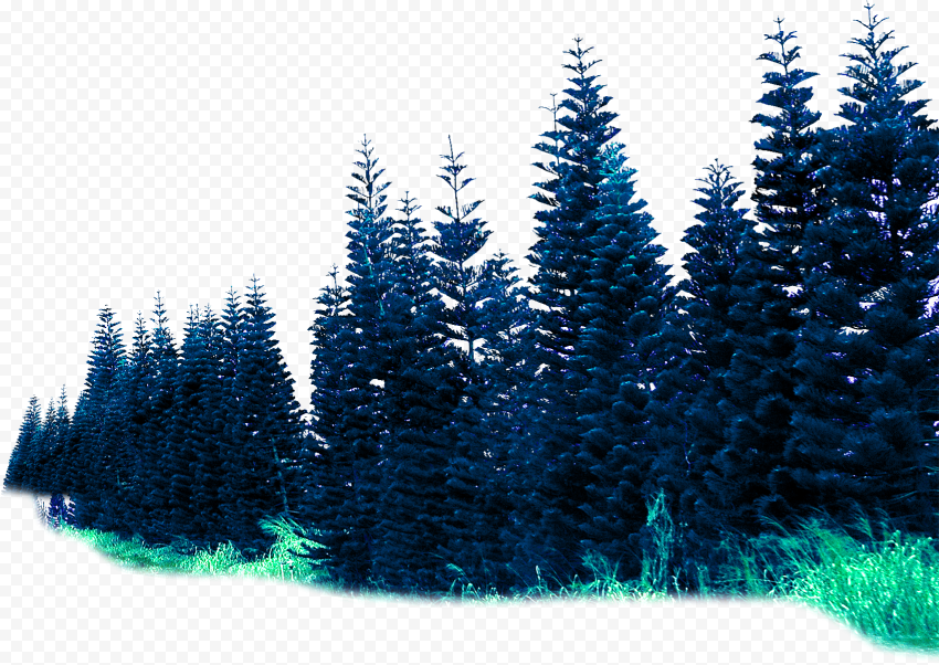 HD Nature Forest Trees Transparent PNG