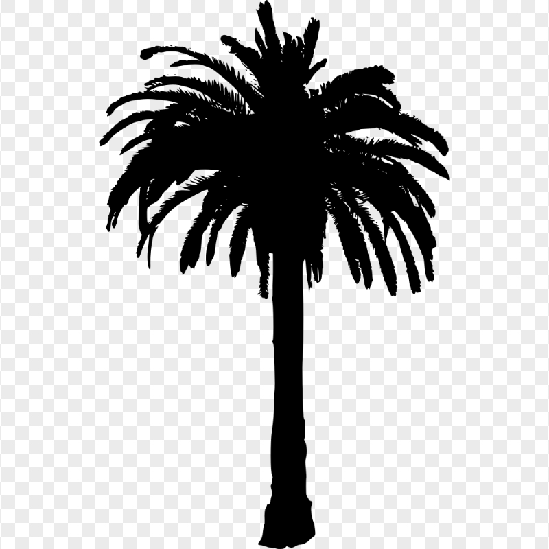 HD Palm Tree Black Silhouette PNG