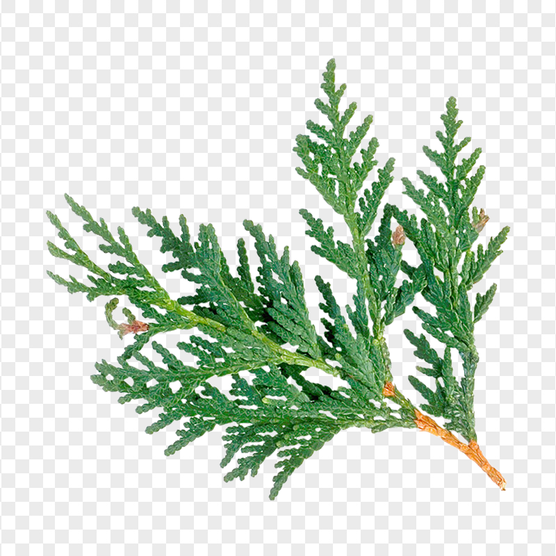 HD Pine Fir Tree Branch Transparent Background